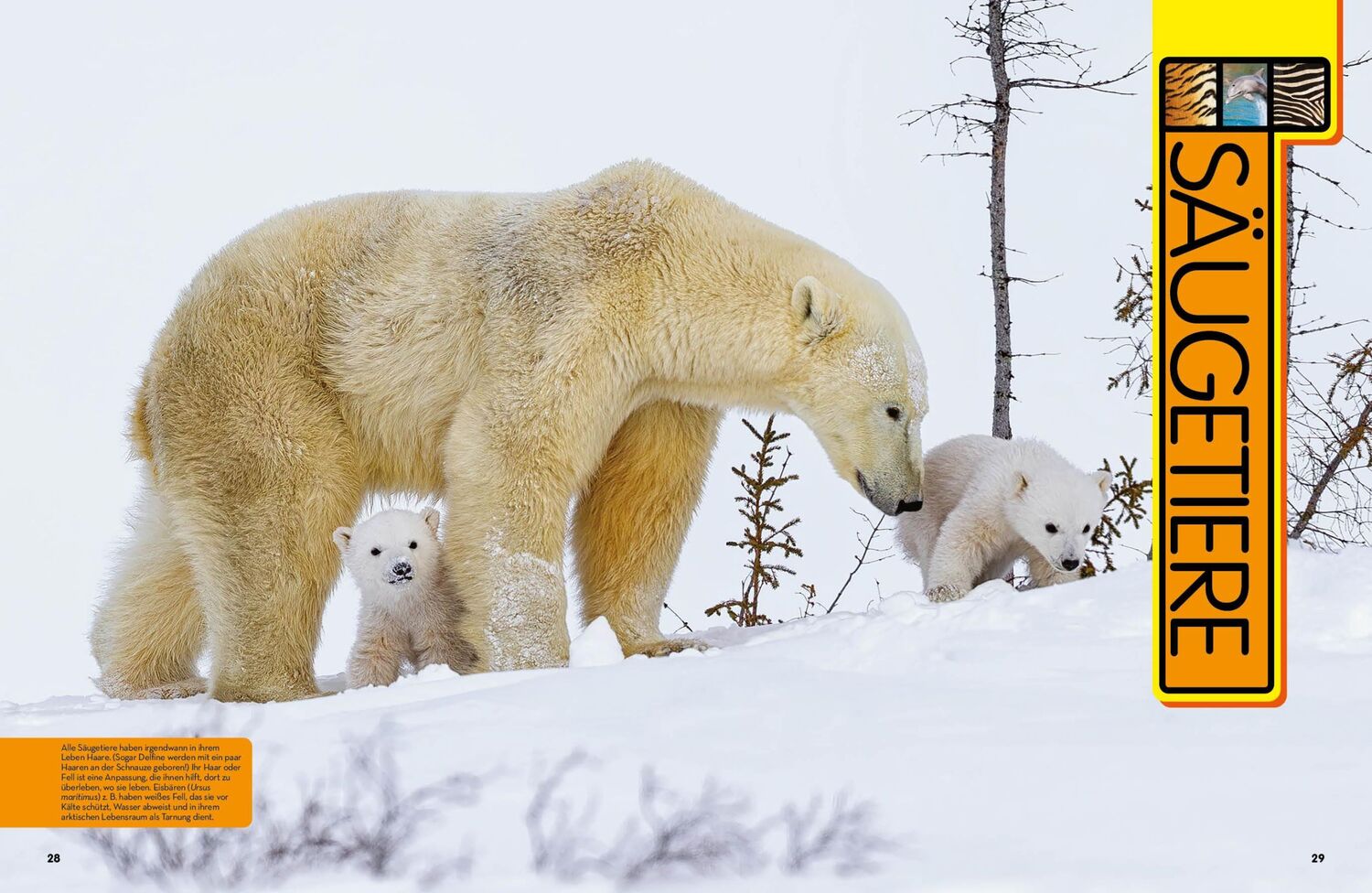 Bild: 9788863125108 | Tier-Enzyklopädie: 2.500 Tiere mit Fotos, Karten und mehr! | Spelman