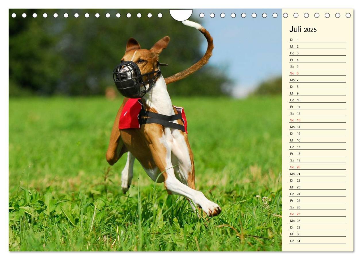 Bild: 9783435541652 | Windhund der Wüste - Der Azawakh (Wandkalender 2025 DIN A4 quer),...