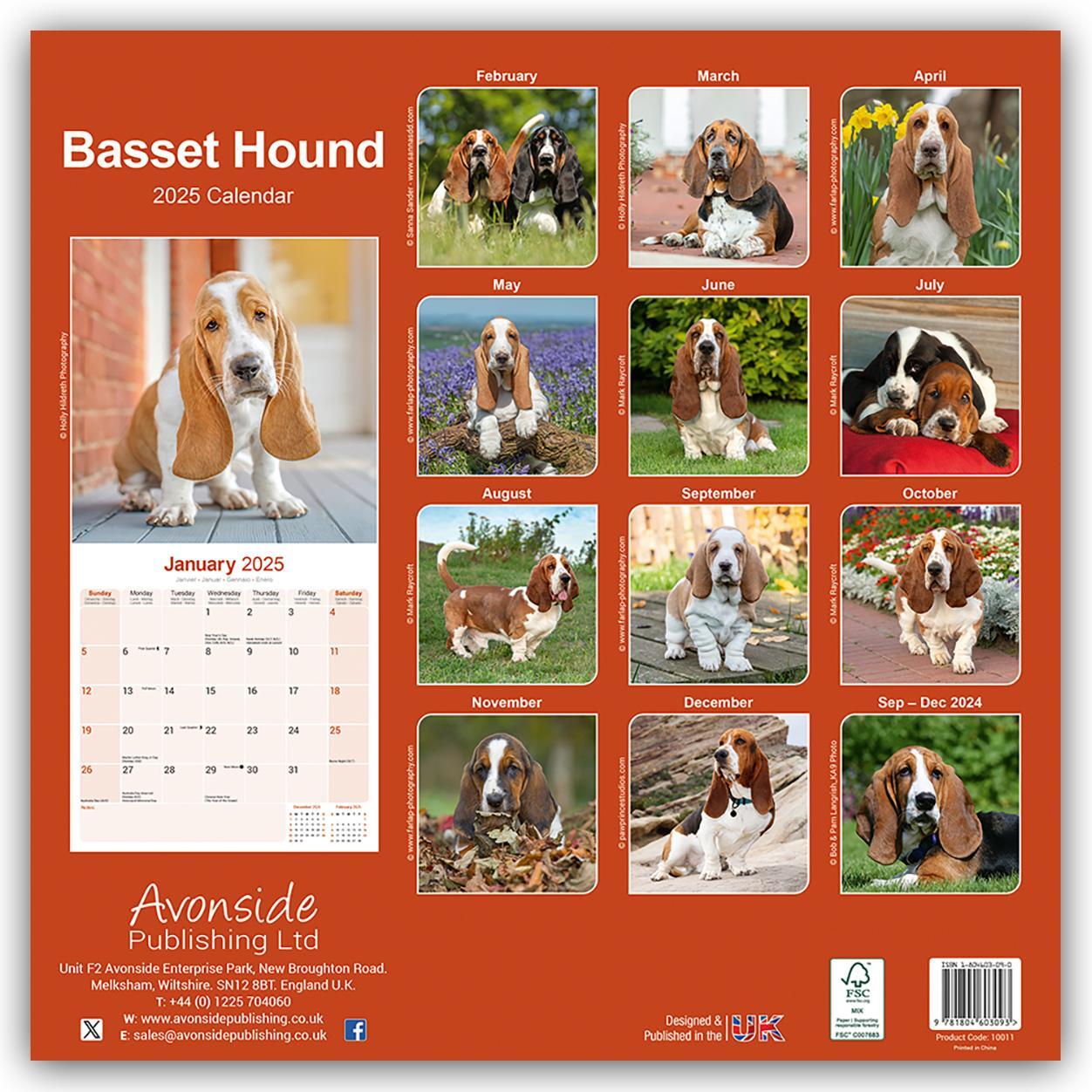 Rückseite: 9781804603093 | Basset Hound - Bassets 2025- 16-Monatskalender | Ltd | Kalender | 2025