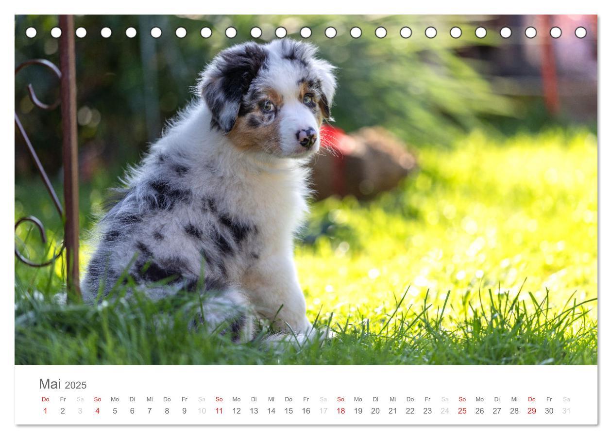 Bild: 9783435671762 | Australian Shepherd 2025 (Tischkalender 2025 DIN A5 quer), CALVENDO...