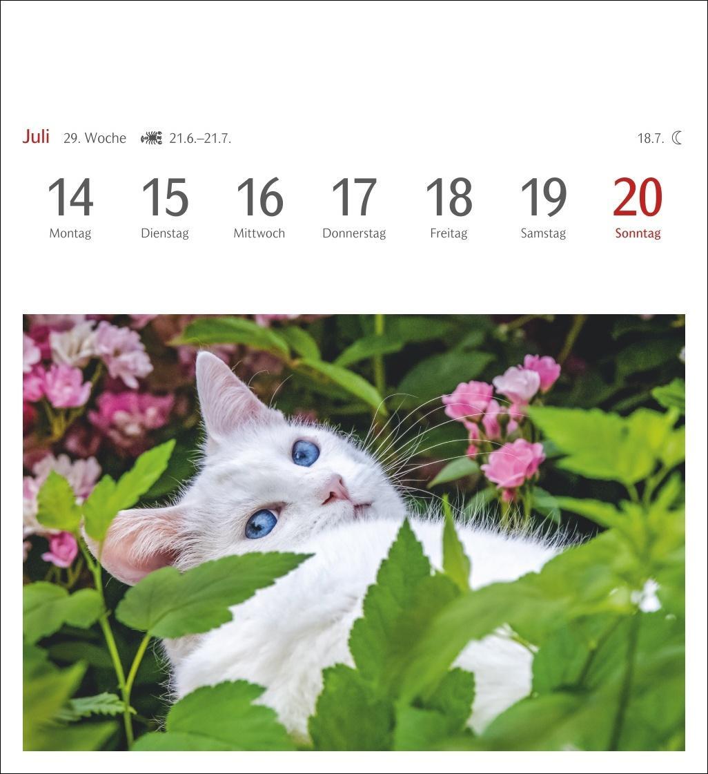 Bild: 9783840033490 | Katzen Postkartenkalender 2025 - Wochenkalender mit 53 Postkarten