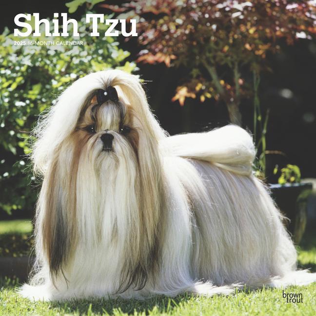 Cover: 9781975477745 | Shih Tzu 2025 12 X 24 Inch Monthly Square Wall Calendar Plastic-Free