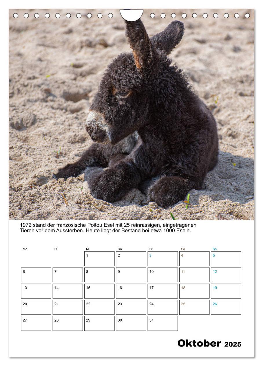 Bild: 9783435943203 | Liebenswerte Landtiere (Wandkalender 2025 DIN A4 hoch), CALVENDO...