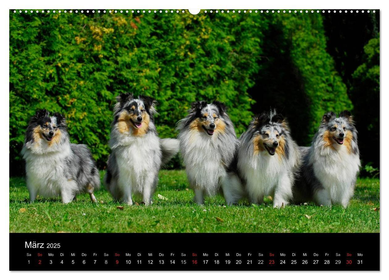 Bild: 9783435767892 | Sheltie 2025 (Wandkalender 2025 DIN A2 quer), CALVENDO Monatskalender