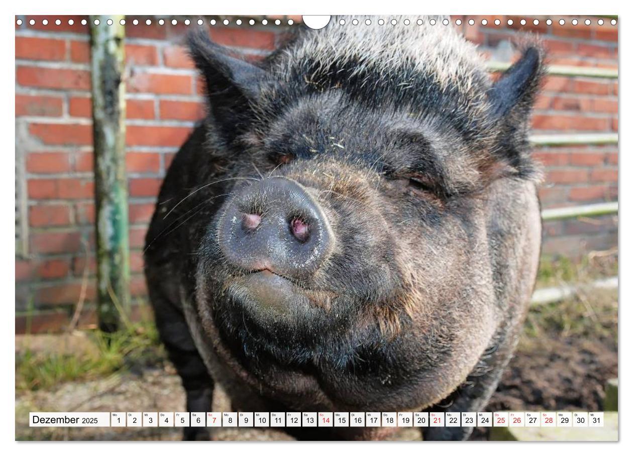 Bild: 9783435601936 | Von Säuen die Schwein haben! (Wandkalender 2025 DIN A3 quer),...