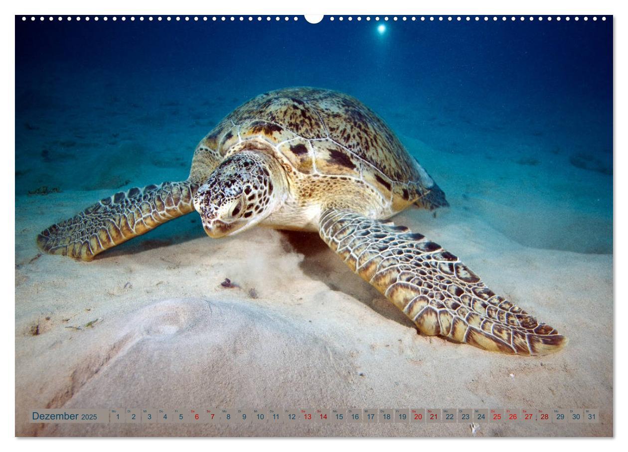 Bild: 9783435409525 | Tauchen, Fische und Meer (Wandkalender 2025 DIN A2 quer), CALVENDO...