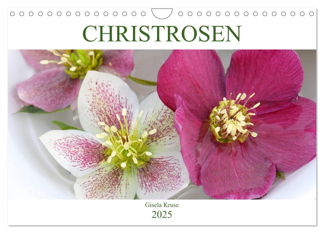 Cover: 9783435334544 | Christrosen (Wandkalender 2025 DIN A4 quer), CALVENDO Monatskalender