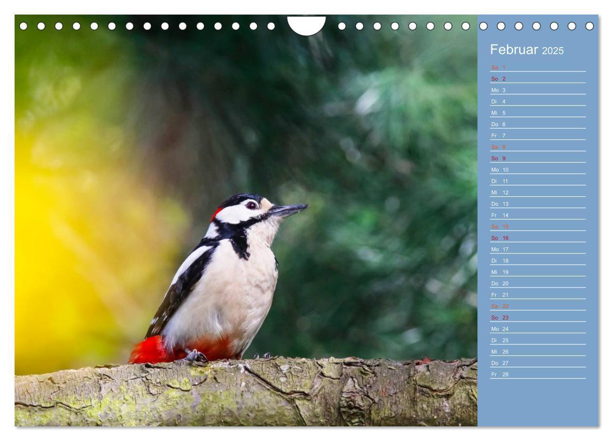 Bild: 9783435555062 | Gefiederte Gartenfreunde (Wandkalender 2025 DIN A4 quer), CALVENDO...