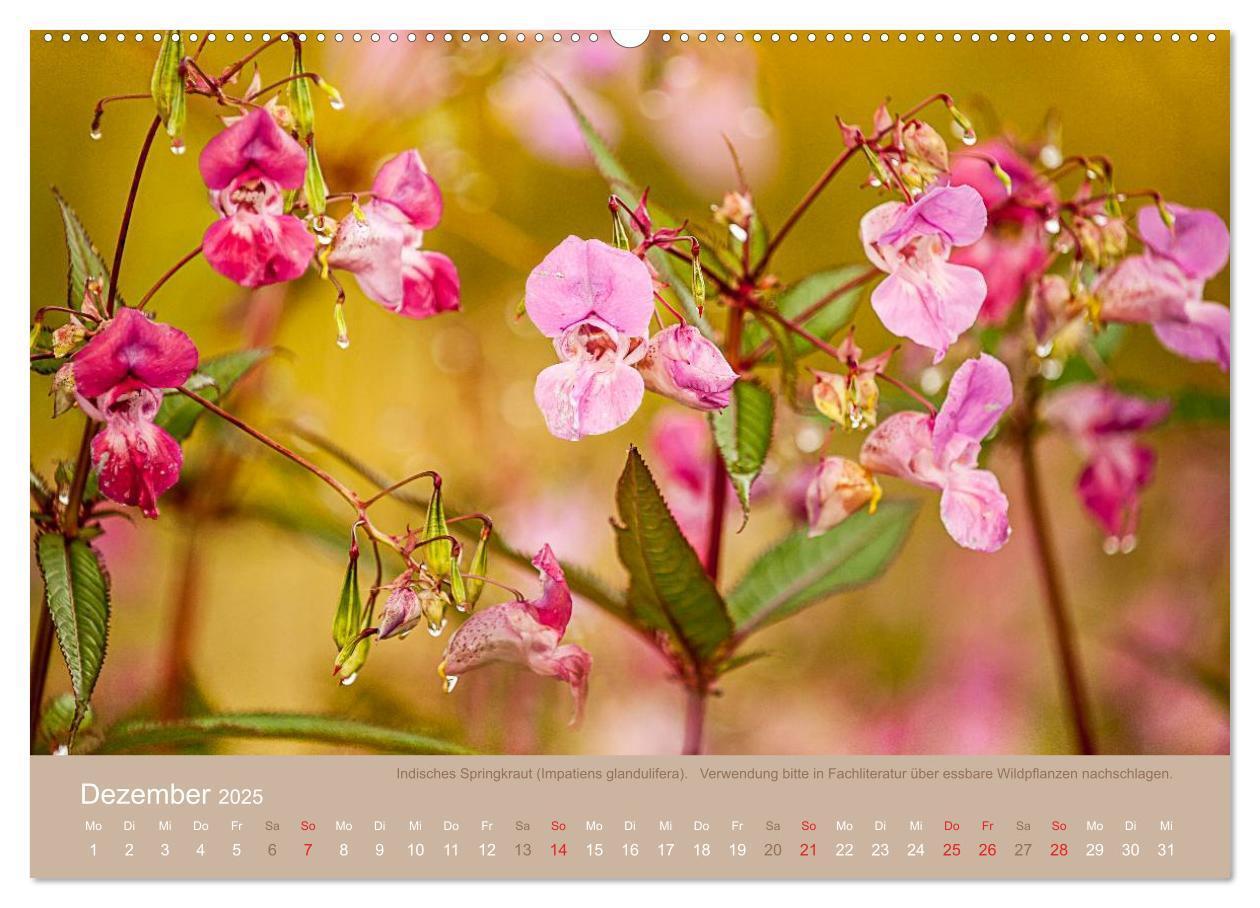 Bild: 9783435662128 | WILD, ESSBAR UND GESUND Essbare Wildpflanzen (Wandkalender 2025 DIN...