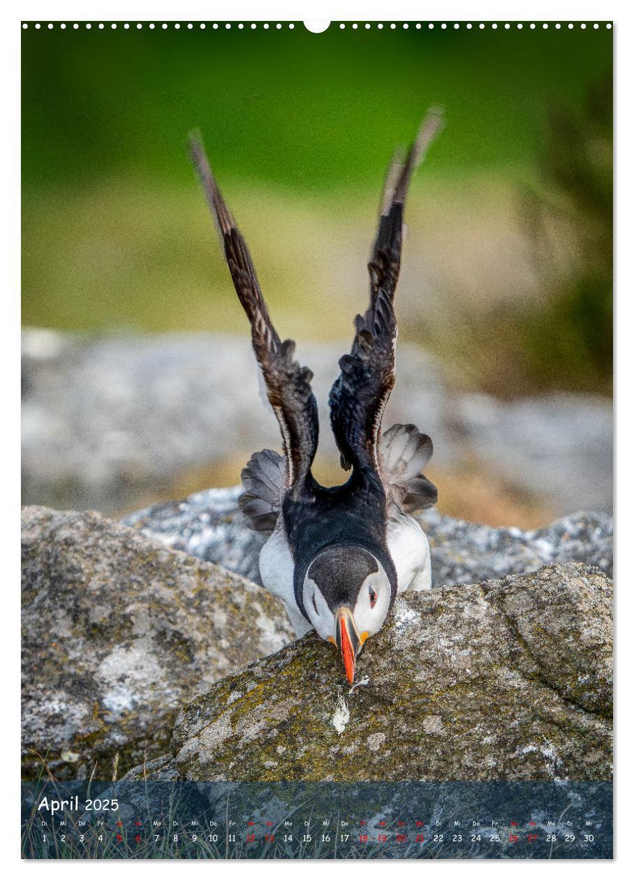 Bild: 9783435849390 | Naturerlebnis Puffin (Wandkalender 2025 DIN A2 hoch), CALVENDO...