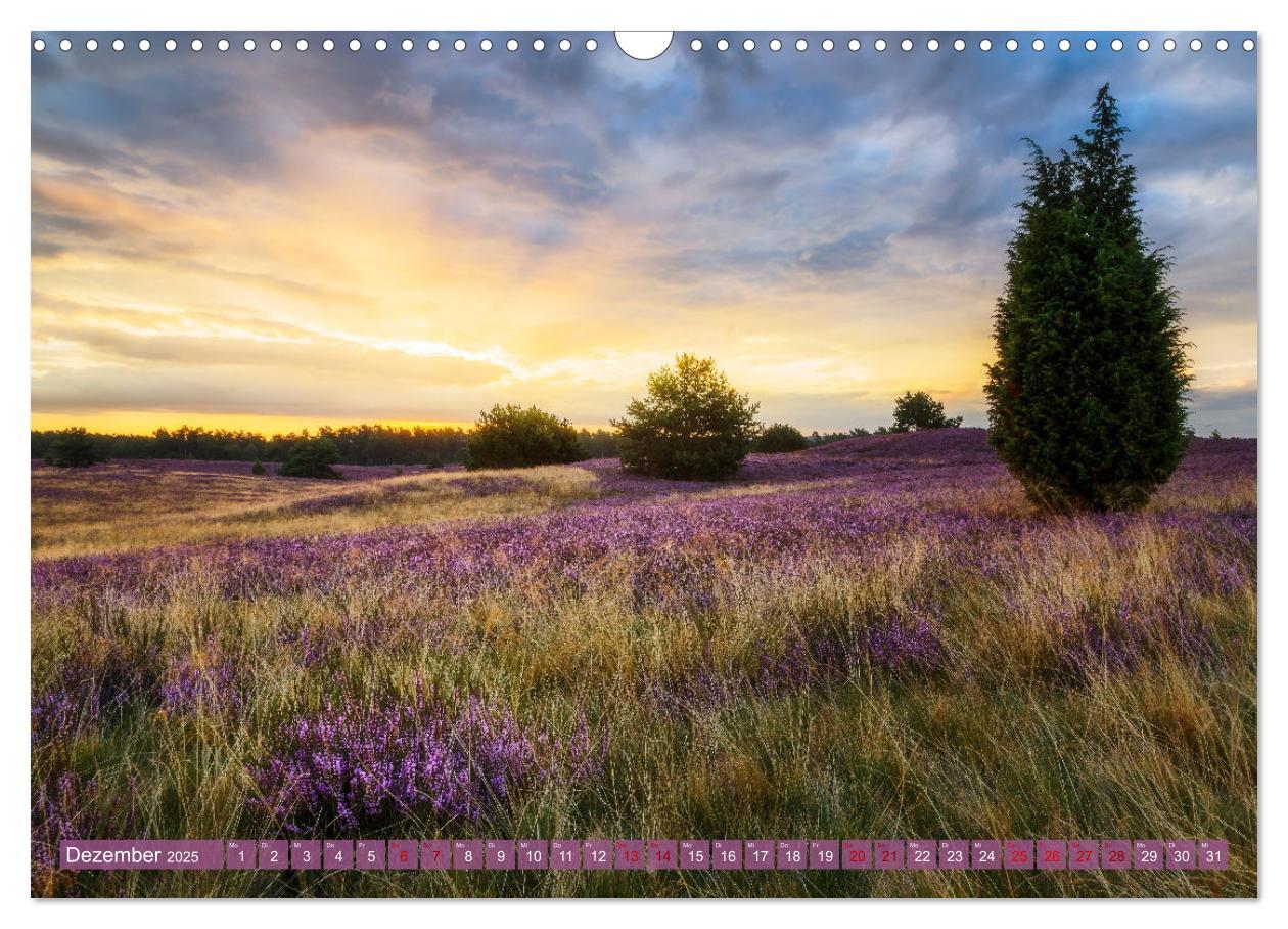 Bild: 9783383960222 | Romantische Heideblüte (Wandkalender 2025 DIN A3 quer), CALVENDO...