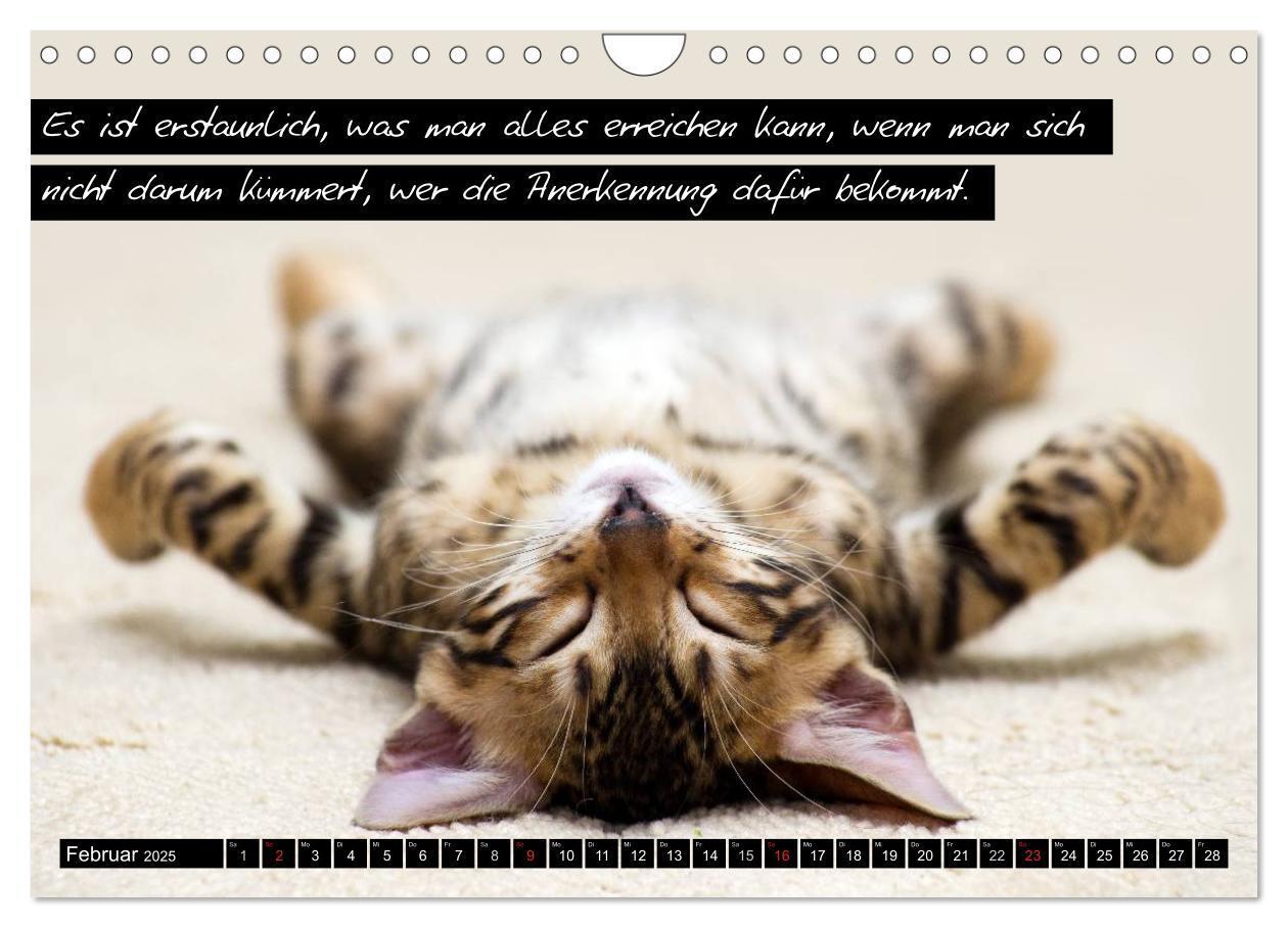 Bild: 9783435620708 | Der "philosophische" Katzenkalender 2025 (Wandkalender 2025 DIN A4...