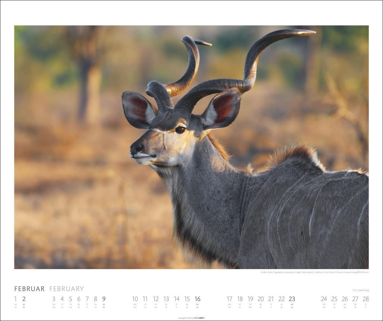 Bild: 9783839901014 | African Wildlife Kalender 2025 | Kalender | Spiralbindung | 14 S.