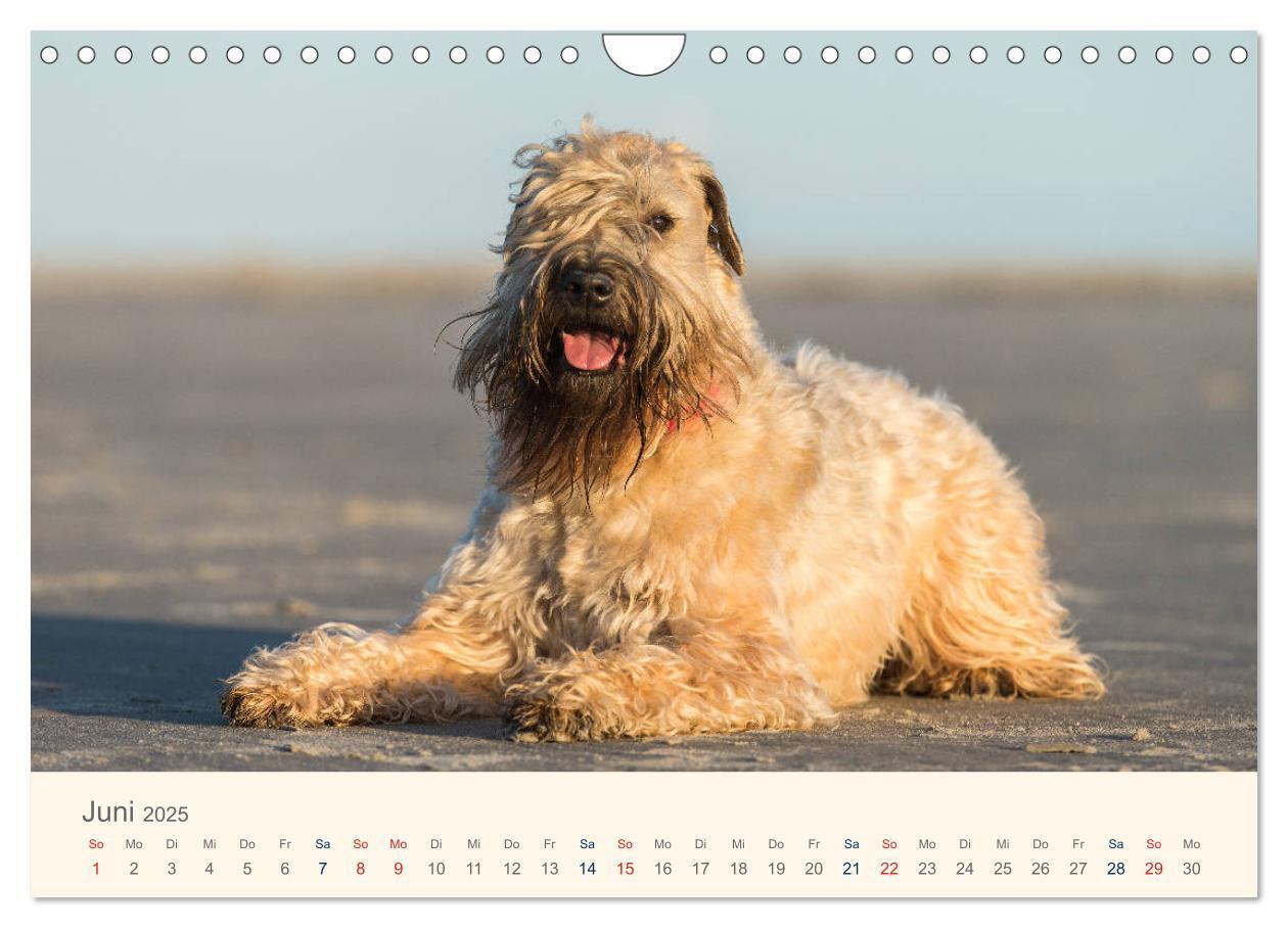 Bild: 9783435427901 | IRISH SOFT COATED WHEATEN TERRIER 2025 (Wandkalender 2025 DIN A4...