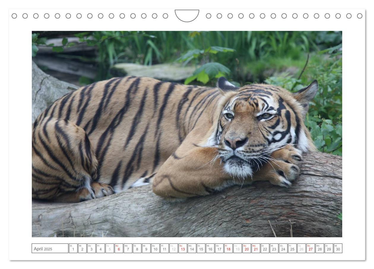 Bild: 9783435503582 | Tiere im Zoo (Wandkalender 2025 DIN A4 quer), CALVENDO Monatskalender