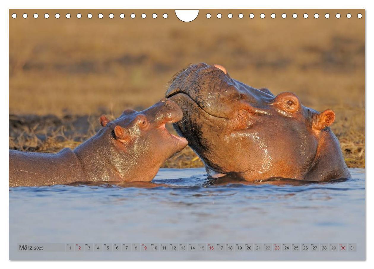 Bild: 9783435761456 | Flusspferde Magie des Augenblicks - Hippos in Afrika (Wandkalender...