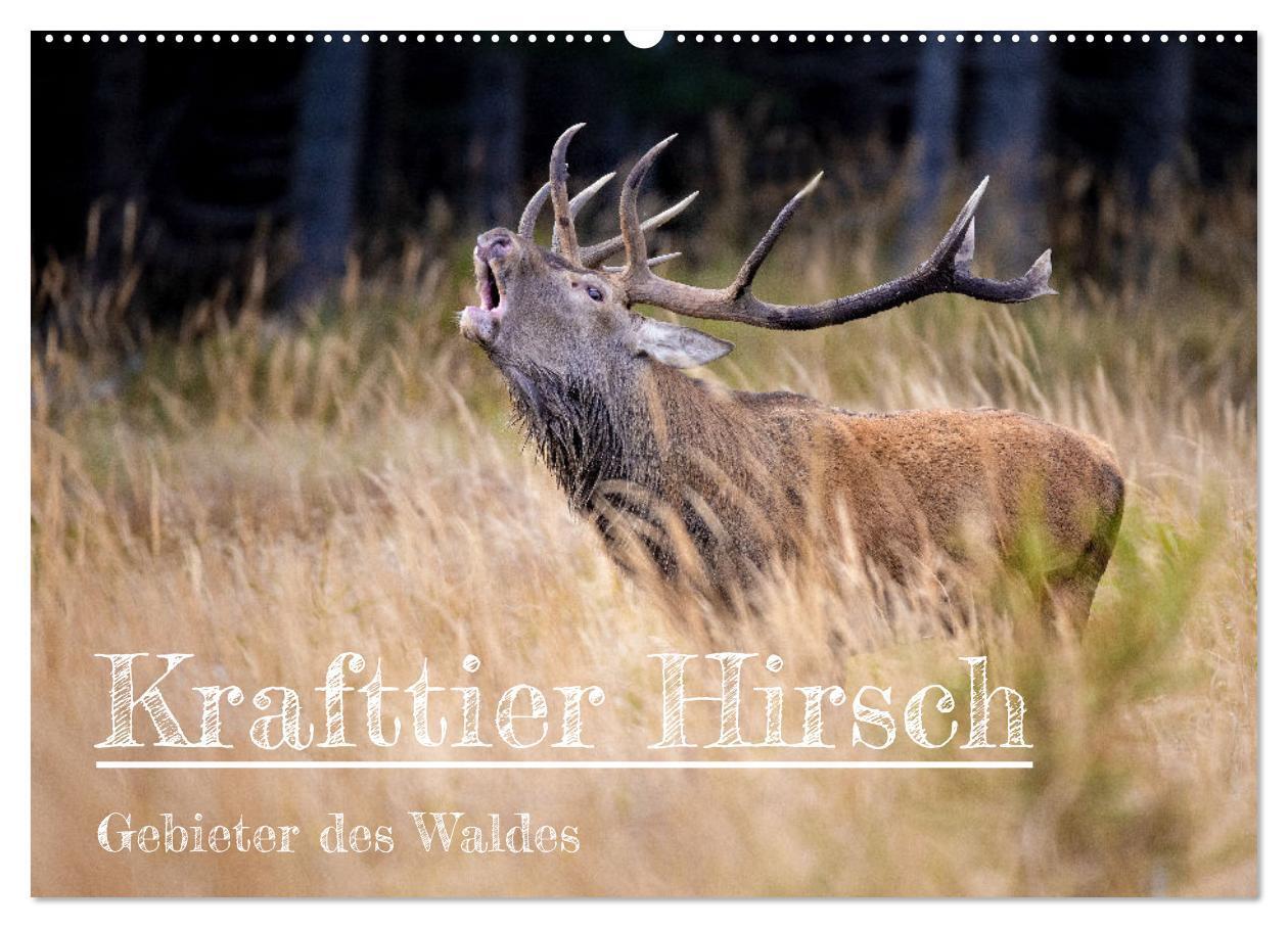 Cover: 9783435003563 | Krafttier Hirsch (Wandkalender 2025 DIN A2 quer), CALVENDO...