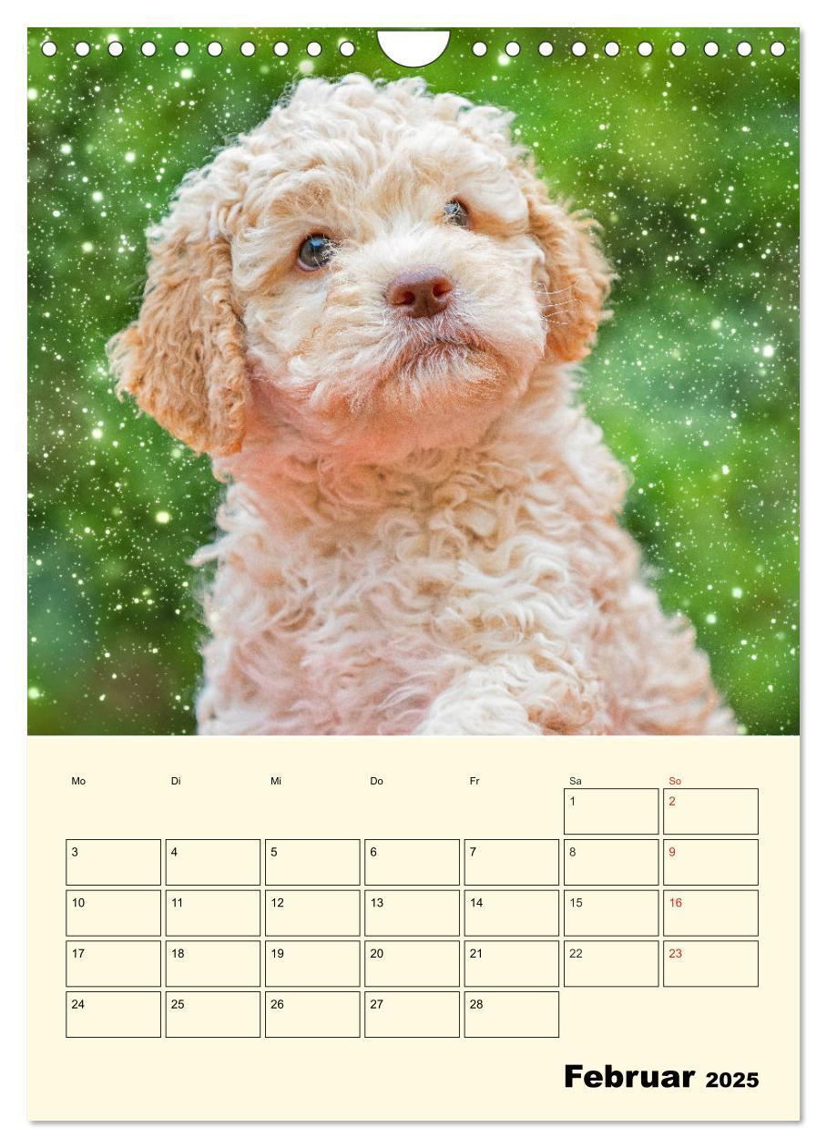 Bild: 9783435952618 | Jahresplaner Lagotto Romagnolo Welpen (Wandkalender 2025 DIN A4...