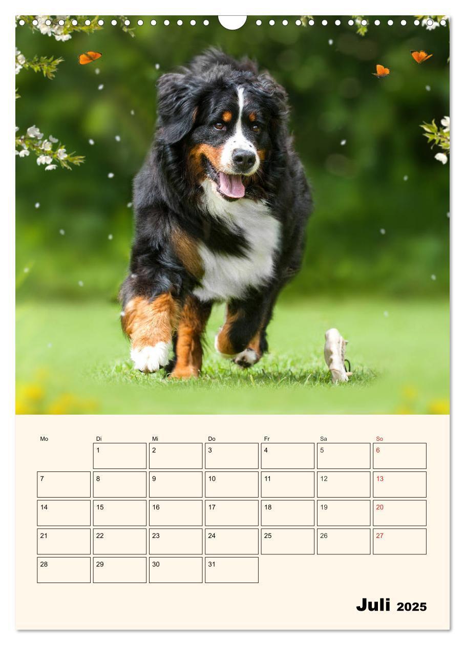 Bild: 9783435937974 | Traumhaft schön - Der Berner Sennenhund (Wandkalender 2025 DIN A3...