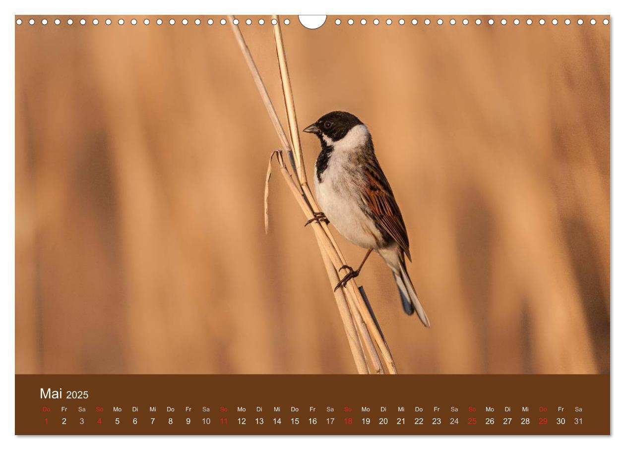 Bild: 9783435516889 | Der Federsee - Vogelparadies in Oberschwaben (Wandkalender 2025 DIN...