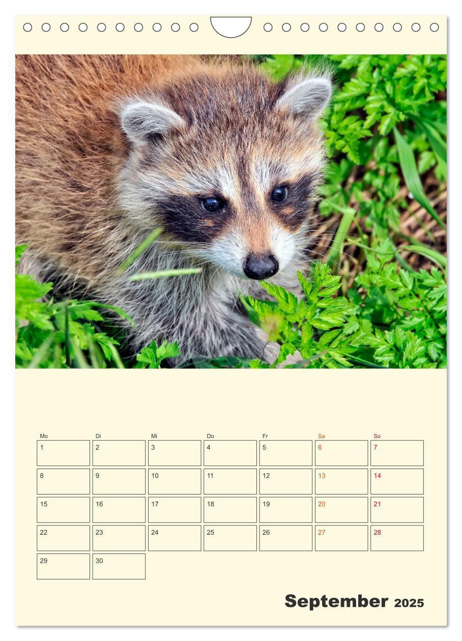 Bild: 9783435903825 | Drolliger Waschbär (Wandkalender 2025 DIN A4 hoch), CALVENDO...