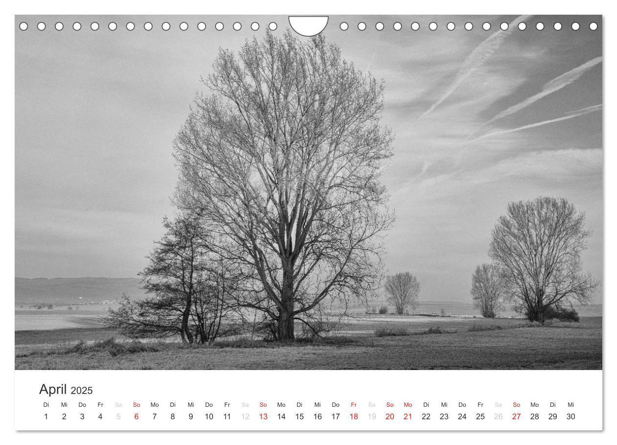 Bild: 9783435660803 | Bäume - Naturschönheiten in schwarz-weiß (Wandkalender 2025 DIN A4...