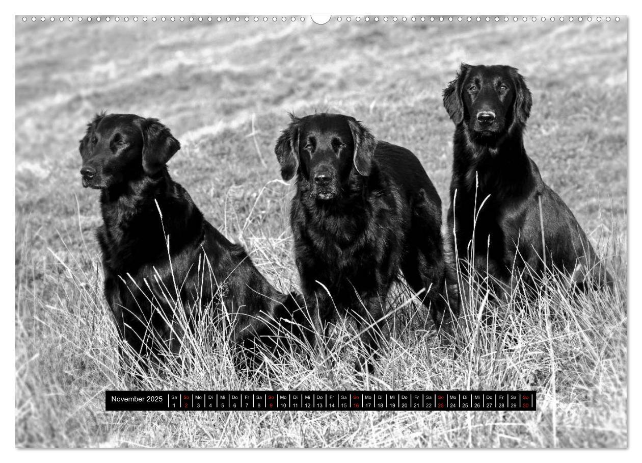 Bild: 9783435601103 | Flatcoated Retriever Black Edition (hochwertiger Premium...