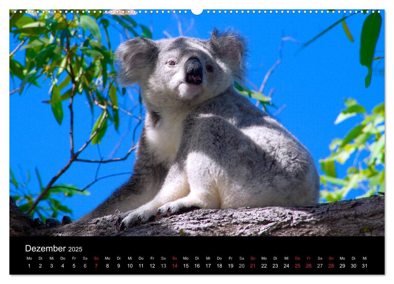 Bild: 9783435809141 | Australien (Wandkalender 2025 DIN A2 quer), CALVENDO Monatskalender