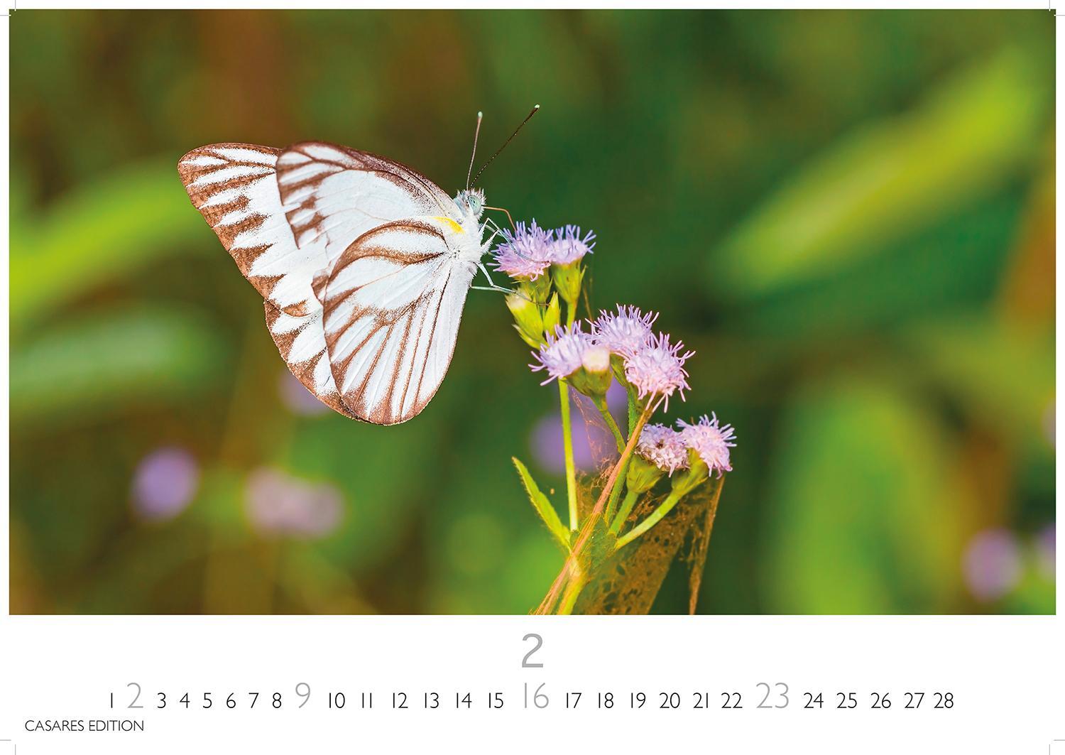 Bild: 9781835241295 | Schmetterlinge 2025 S 24x35cm | Kalender | 14 S. | Deutsch | 2025