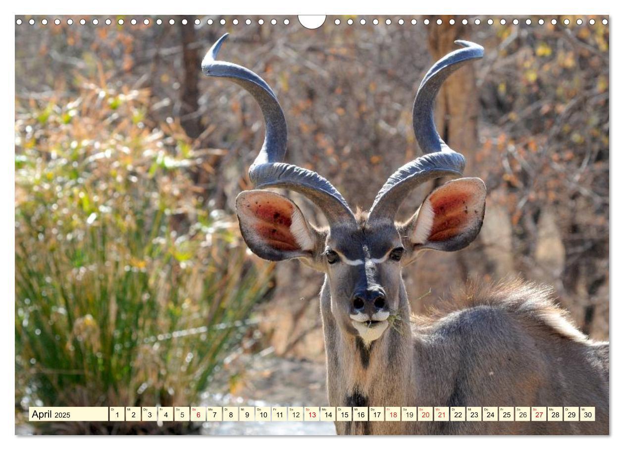 Bild: 9783435491766 | Wildes Leben in Botswana (Wandkalender 2025 DIN A3 quer), CALVENDO...