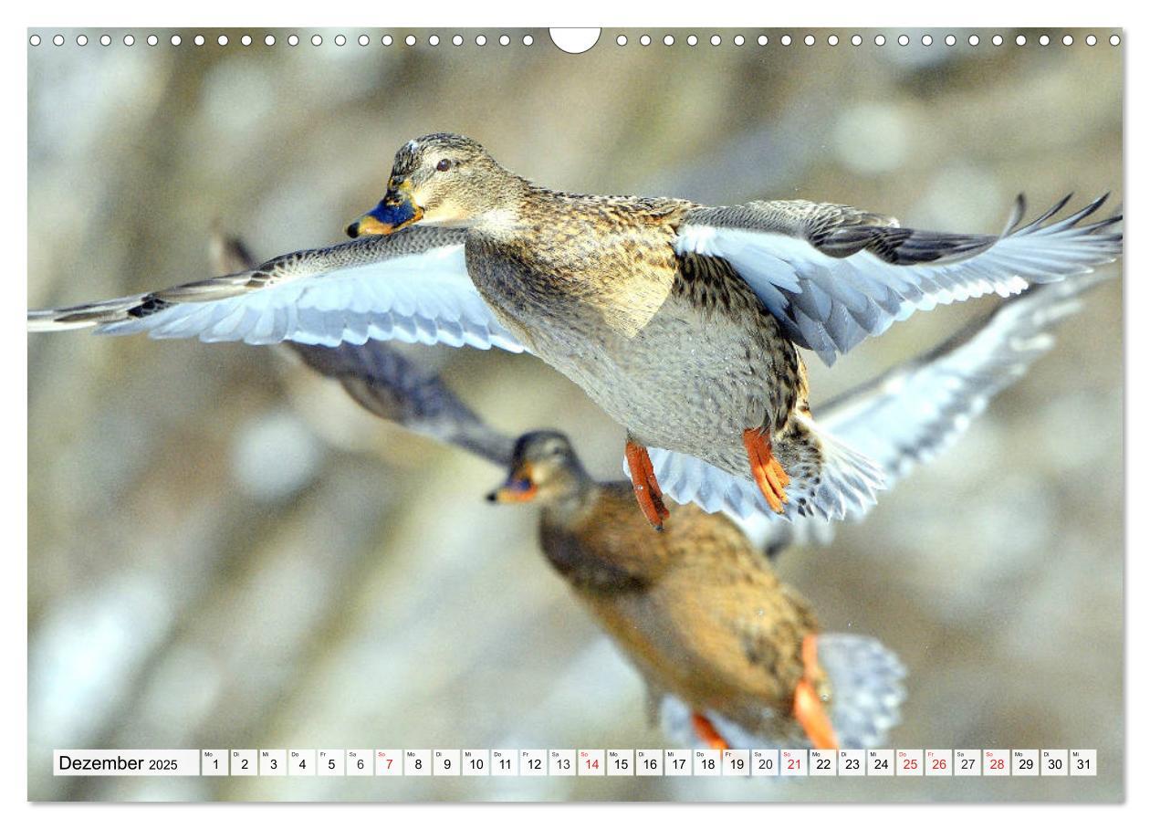 Bild: 9783435178704 | Enten. Bezaubernde und beliebte Schwimmer (Wandkalender 2025 DIN A3...