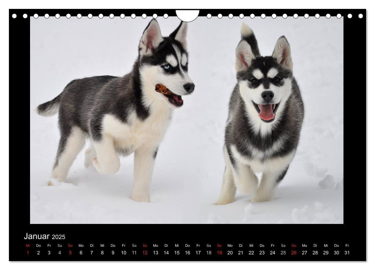 Bild: 9783435837649 | Husky-Kalender (Wandkalender 2025 DIN A4 quer), CALVENDO...