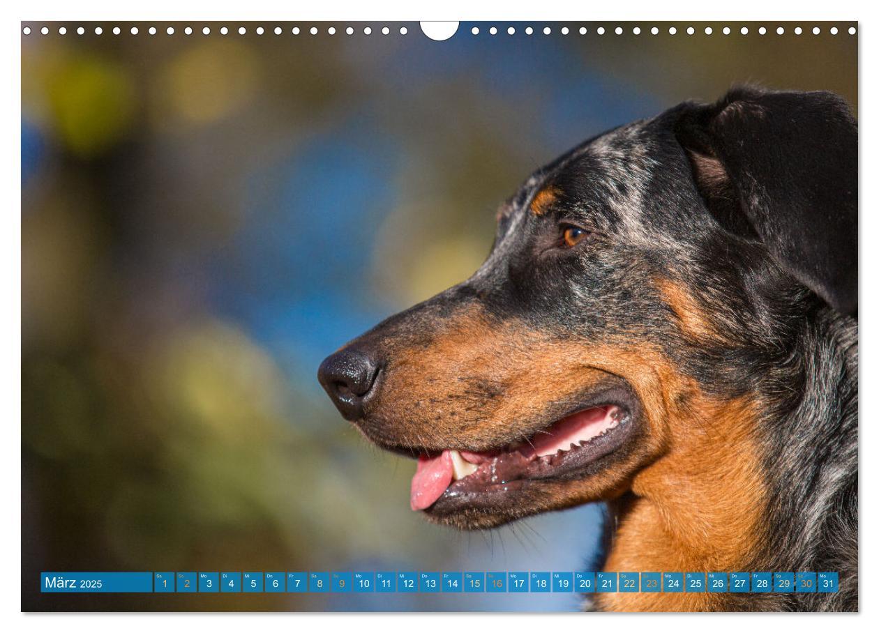 Bild: 9783457197219 | Der Beauceron (Wandkalender 2025 DIN A3 quer), CALVENDO Monatskalender