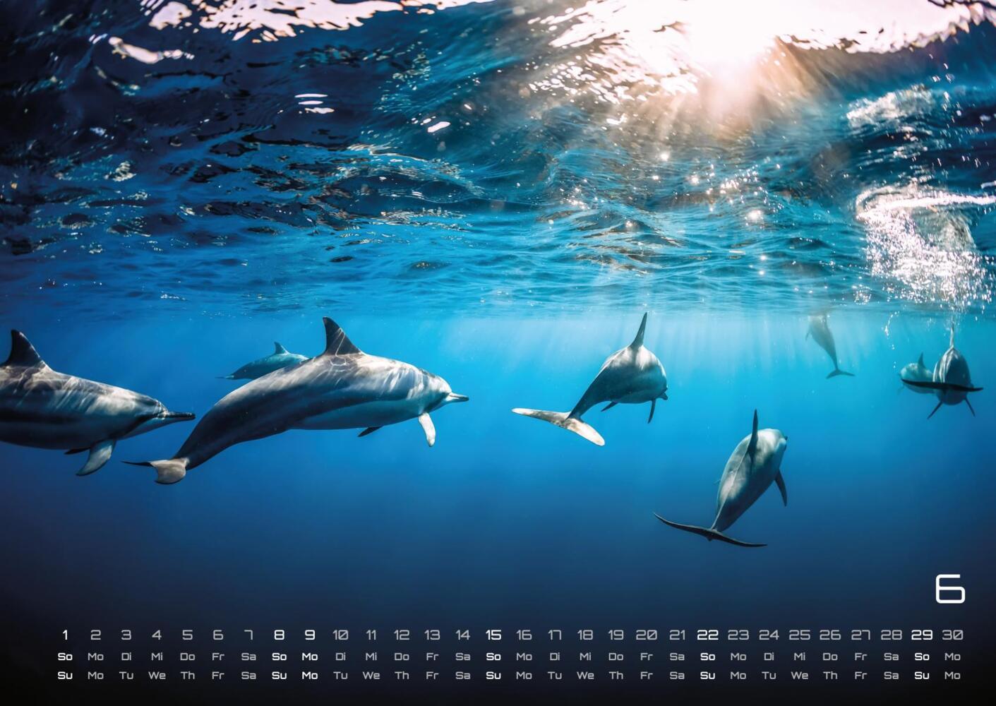 Bild: 9783986734299 | Sealife - verborgene Tiefen - 2025 - Kalender DIN A2 | GP-Fever.de