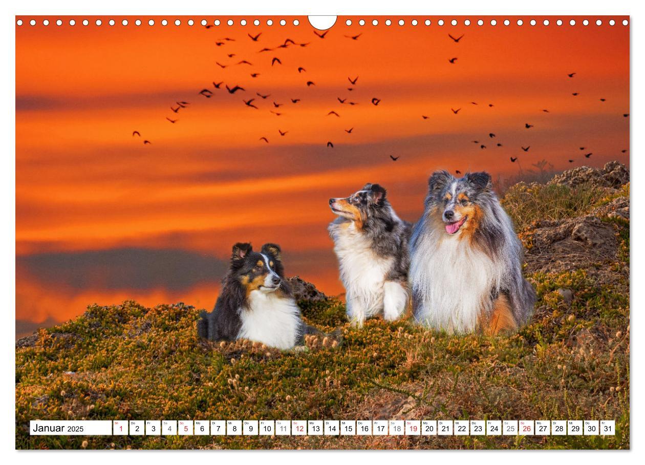 Bild: 9783435131648 | Hütehund der Shetland Inseln - Shetland Sheepdog (Wandkalender 2025...