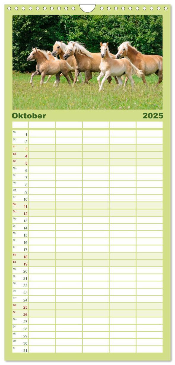 Bild: 9783457110775 | Familienplaner 2025 - Haflinger Fohlen mit 5 Spalten (Wandkalender,...