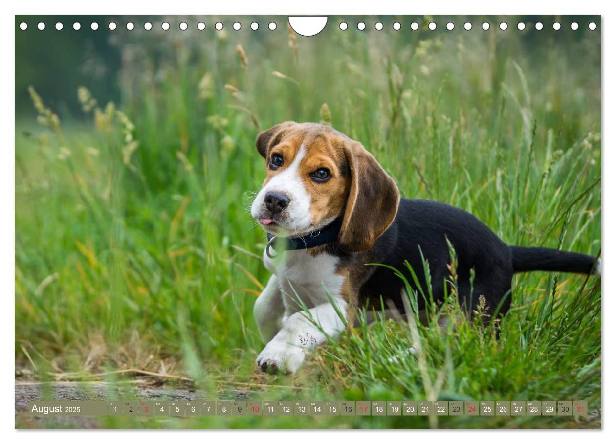 Bild: 9783435574896 | Beaglebabys auf Entdeckungstour (Wandkalender 2025 DIN A4 quer),...