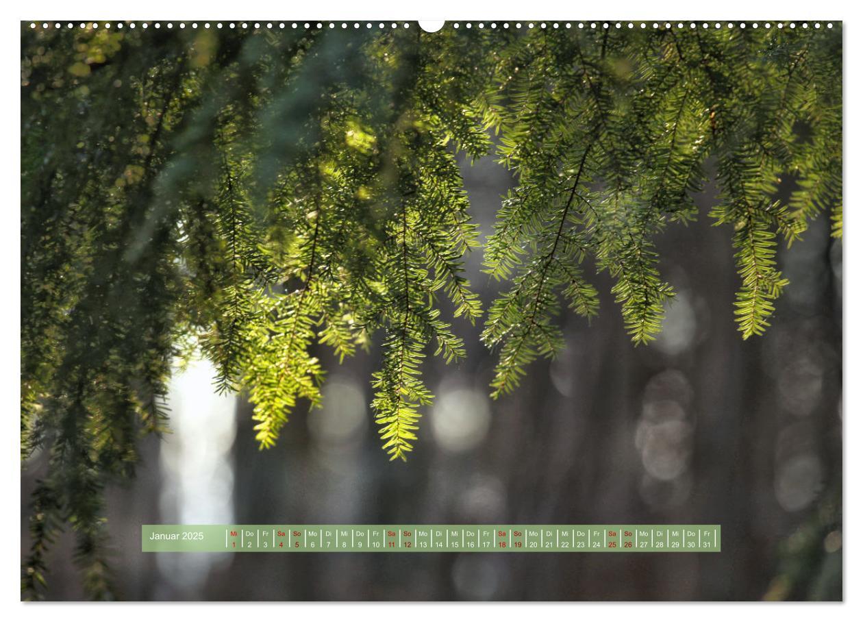 Bild: 9783383893599 | Zauber des Lichts (Wandkalender 2025 DIN A2 quer), CALVENDO...