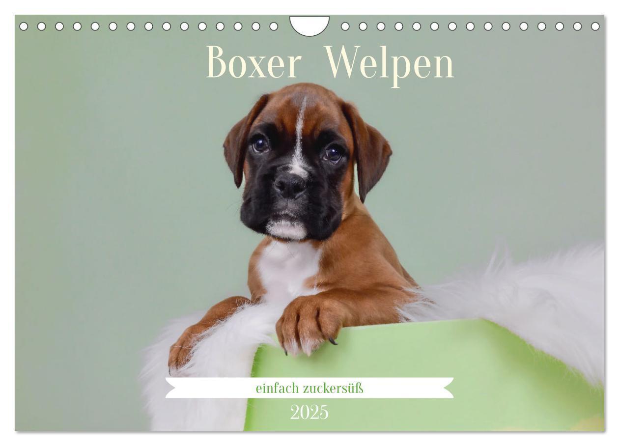 Cover: 9783457226100 | Boxer Welpen einfach zuckersüß (Wandkalender 2025 DIN A4 quer),...