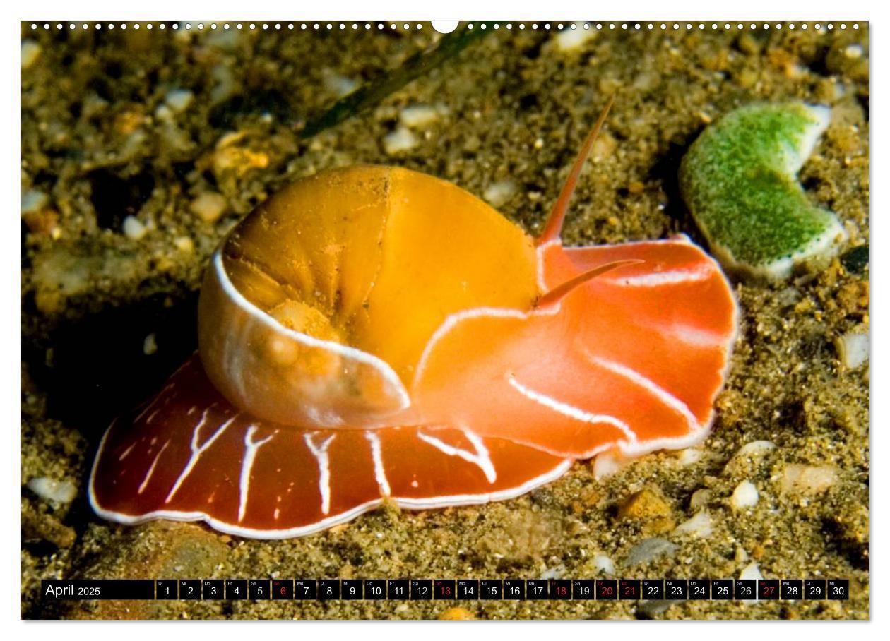 Bild: 9783435717446 | Fische und Meerestiere (Wandkalender 2025 DIN A2 quer), CALVENDO...