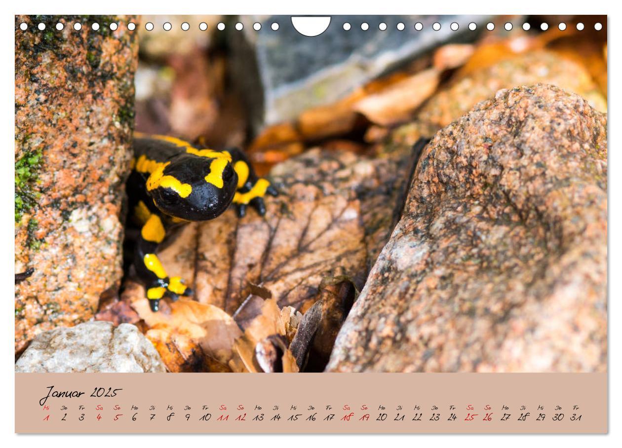 Bild: 9783435173228 | Feuersalamander - Liebenswerte Heimlichtuer (Wandkalender 2025 DIN...