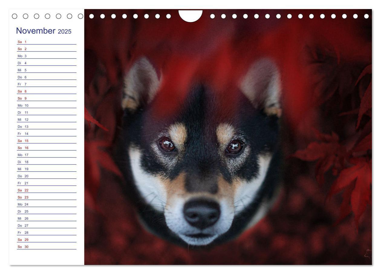 Bild: 9783435102235 | Japans Seelenhunde (Wandkalender 2025 DIN A4 quer), CALVENDO...