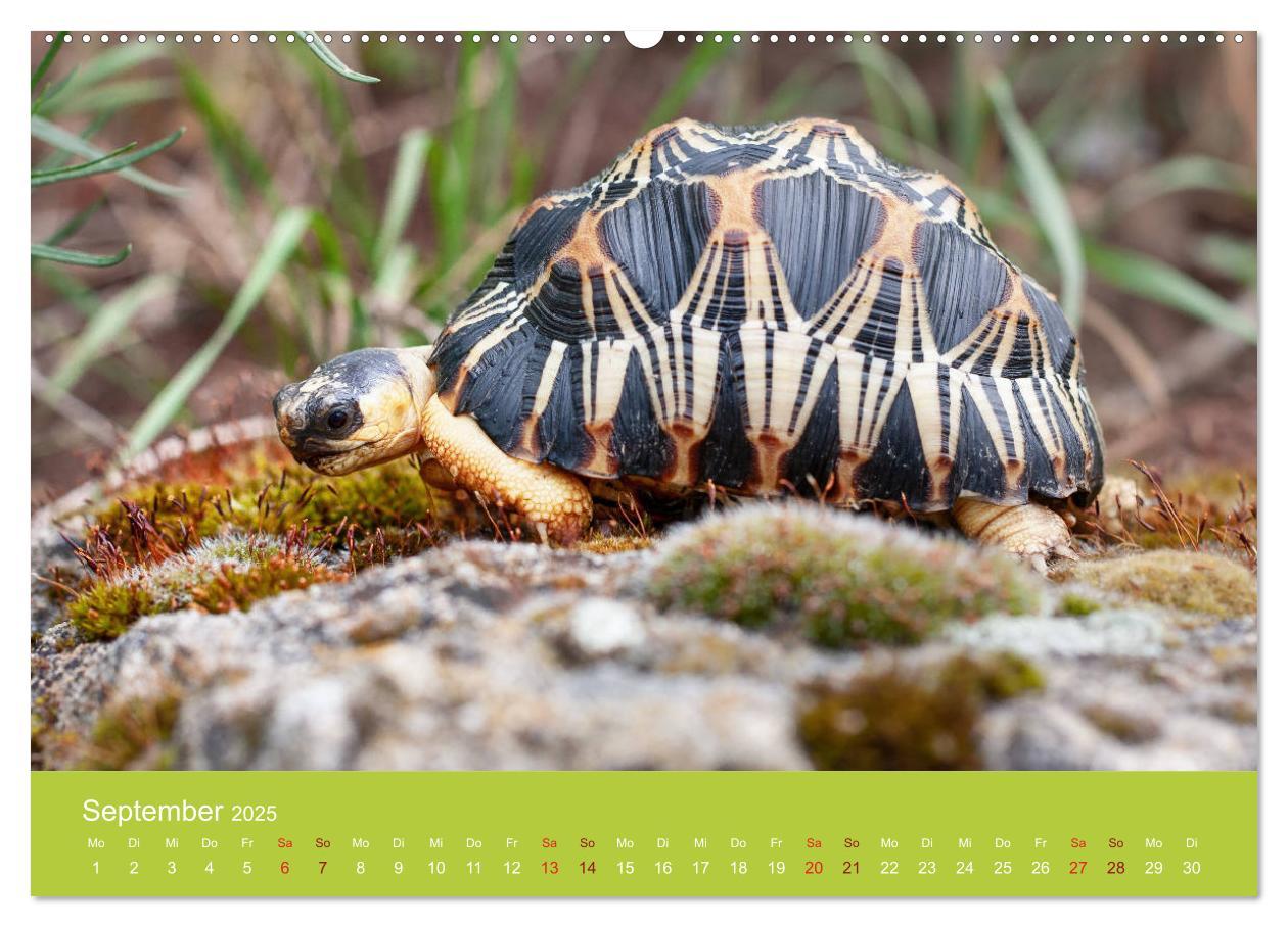 Bild: 9783435315055 | Meine Schildkröten (Wandkalender 2025 DIN A2 quer), CALVENDO...