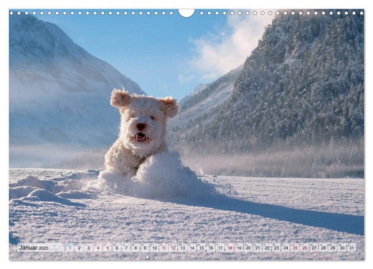 Bild: 9783435295630 | Lagotto Romagnolo in den Alpen 2025 (Wandkalender 2025 DIN A3...