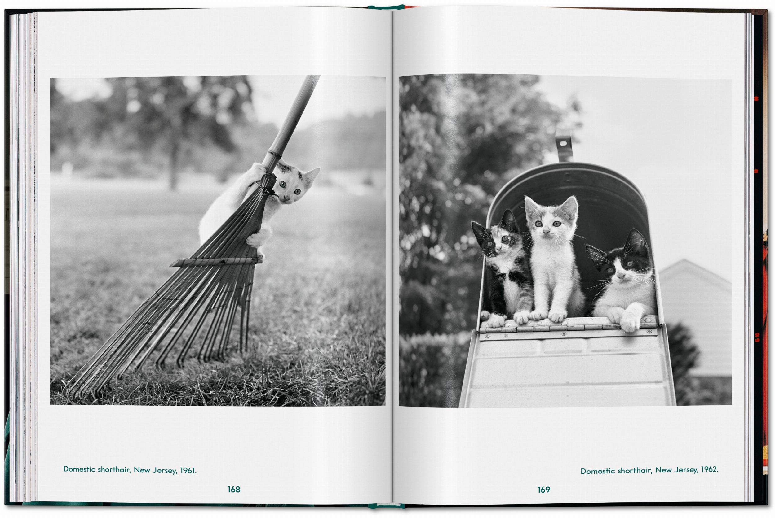 Bild: 9783836595315 | Walter Chandoha. Cats. Photographs 1942-2018 | Susan Michals | Buch