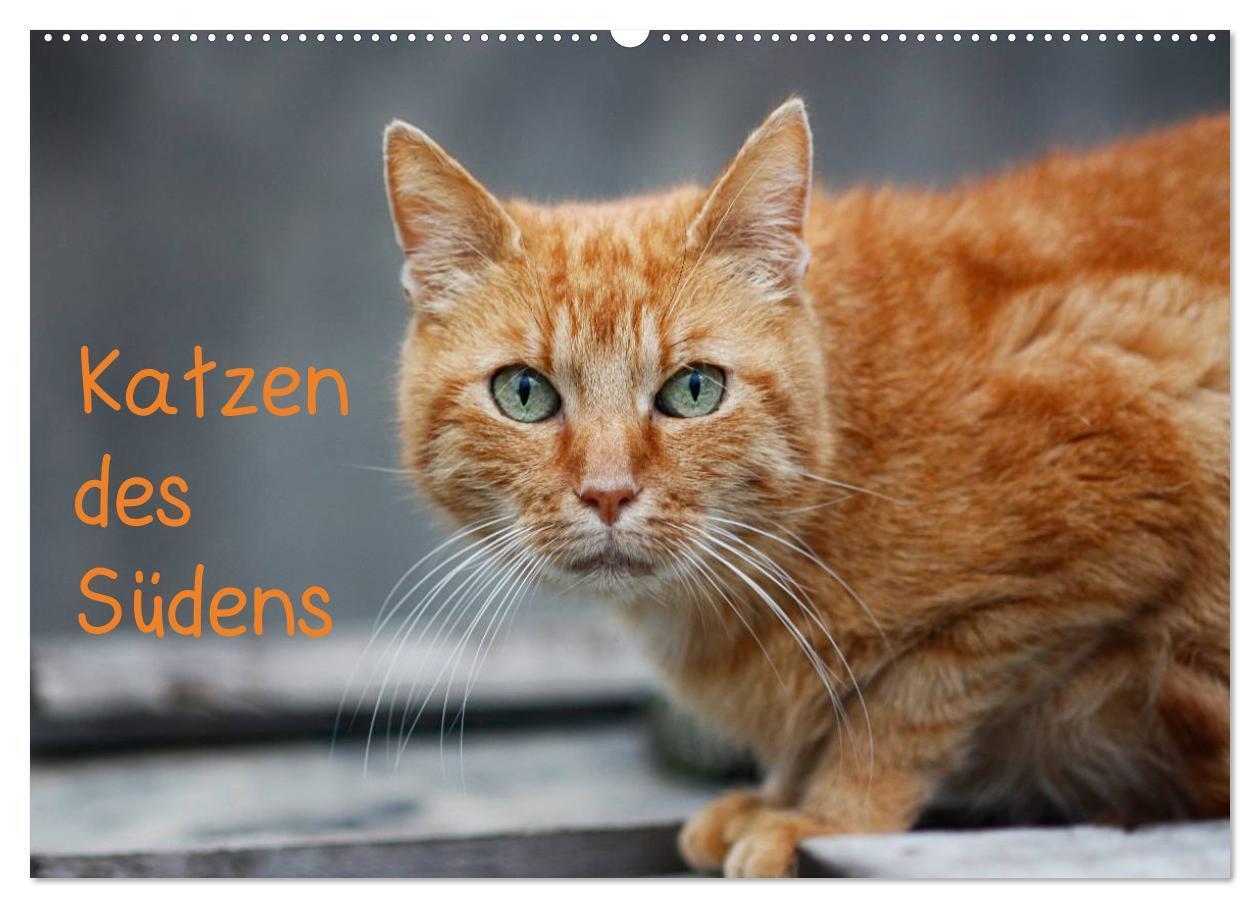 Cover: 9783435787333 | Katzen des Südens (Wandkalender 2025 DIN A2 quer), CALVENDO...