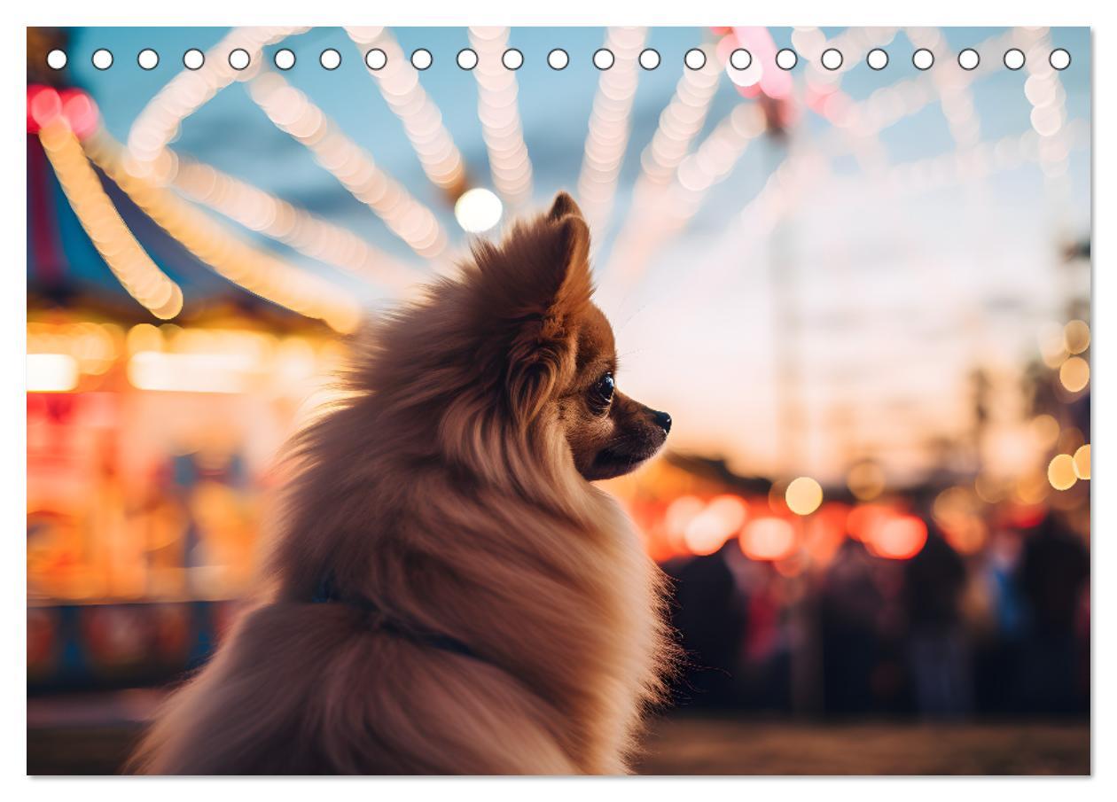 Bild: 9783383858802 | Zwergspitze - kleine Hunde, große Persönlichkeiten (Tischkalender...