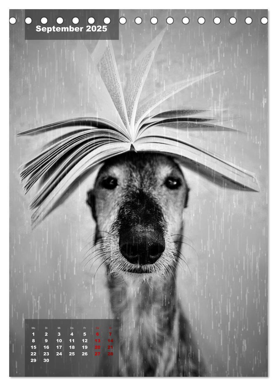 Bild: 9783435920884 | UNDERDOG - Windhundportraits (Tischkalender 2025 DIN A5 hoch),...