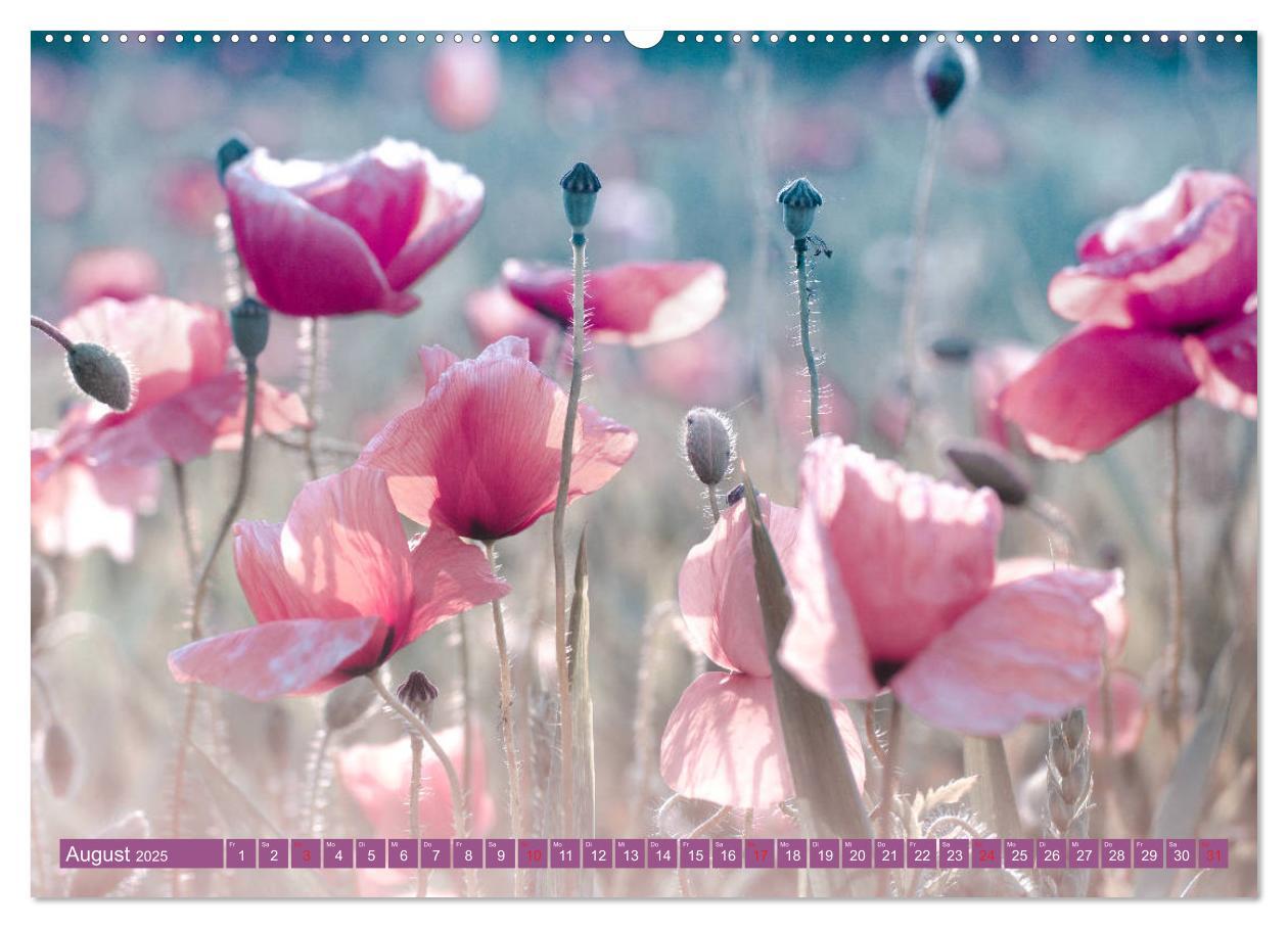 Bild: 9783435287420 | Mohnblumen - Fotografie mit Magie (Wandkalender 2025 DIN A2 quer),...