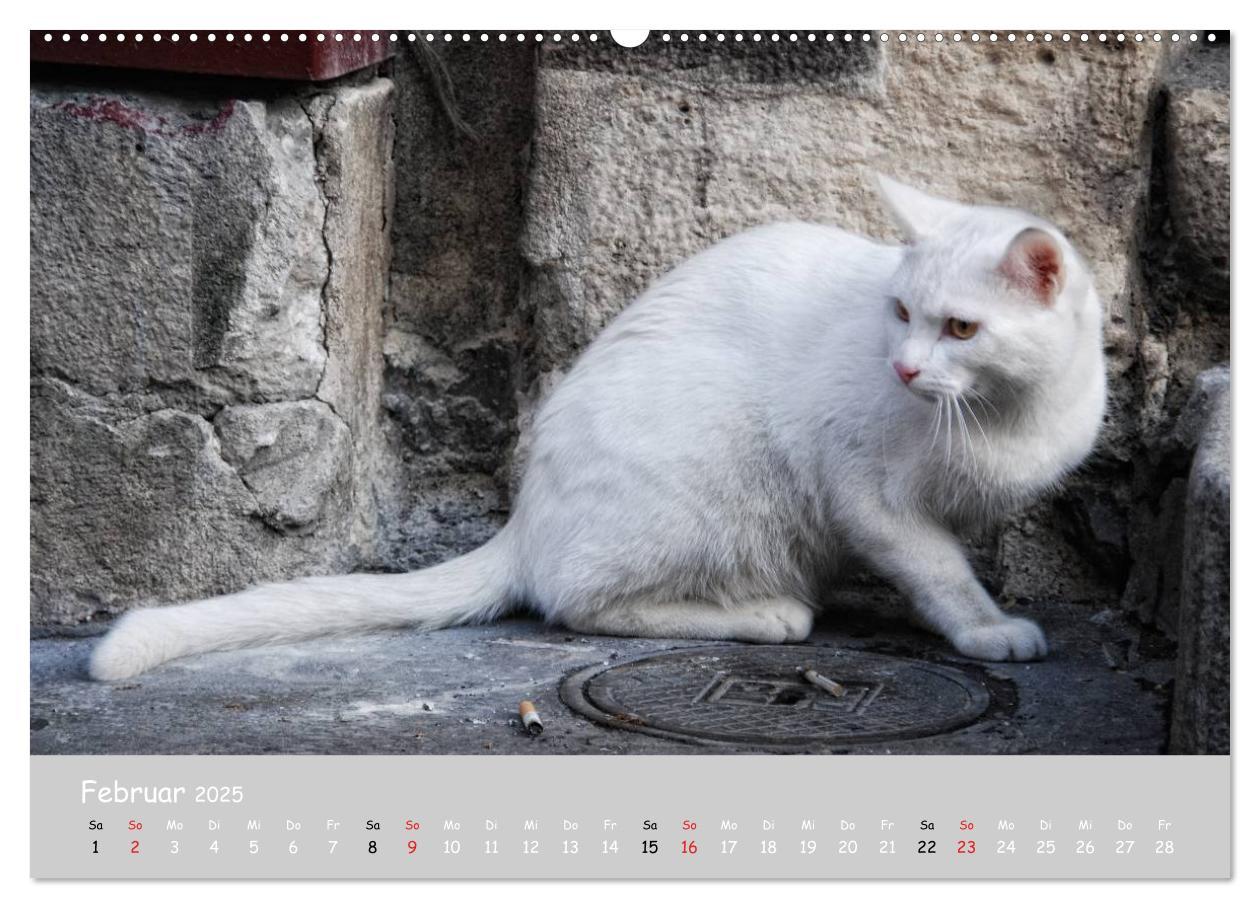 Bild: 9783435784752 | Katzen des Südens (hochwertiger Premium Wandkalender 2025 DIN A2...